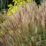 Мискантус КЛЯЙН СИЛЬБЕРСПАЙН китайский  в Осиповичах