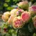 Роза ПИТАХАЙЯ чайно-гибридная в Осиповичах