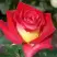 Роза ФРЕНДШИП чайно-гибридная в Осиповичах