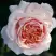 Роза АНДРЕ ЛЕ НОТР чайно-гибридная в Осиповичах