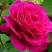 Роза МАЛИНОВЫЙ ЗВОН чайно-гибридная в Осиповичах