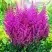 Астильба ПЕПЛ РЕЙН гибридная в Осиповичах