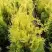 Туя ГОЛДЕН БРАБАНТ западная в Осиповичах