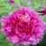 Пион ЛИЛОВАЯ ФАНТАЗИЯ древовидный в Осиповичах