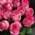 Роза КАРУСЕЛЬ чайно-гибридная в Осиповичах