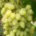 Виноград ЗАРНИЦА в Осиповичах