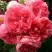 Роза РОЗАРИУМ ЮТЕРСОН плетистая в Осиповичах