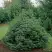 Ель НАНА сербская в Осиповичах