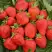 Клубника САН АНДРЕАС ремонтантная в Осиповичах