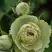 Роза ГРИН ДАЙМОНД миниатюрная в Осиповичах