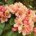 Рододендрон ФЛАУТАНДО в Осиповичах