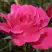 Роза ВИЕН РОУЗ чайно-гибридная в Осиповичах