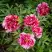 Пион РЕД ВИЗ ПИНК древовидный в Осиповичах