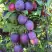 Слива БЛЮ СВИТ колонновидная в Осиповичах