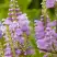 Физостегия РОЗЕЯ виргинская в Осиповичах