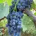 Виноград ВЕНУС в Осиповичах