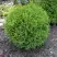 Туя ХОЗЕРИ западная в Осиповичах