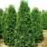 Туя ПИРАМИДАЛИС КОМПАКТА западная в Осиповичах