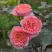 Роза ЛОРАН КАБРОЛЬ шраб в Осиповичах