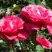 Роза ВИЕН РОУЗ чайно-гибридная в Осиповичах