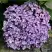 Гортензия АИША крупнолистная  в Осиповичах