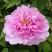Пион ПРОЗРАЧНАЯ РОСА древовидный в Осиповичах