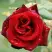 Роза ТАБУ чайно-гибридная в Осиповичах