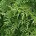 Туя СМАРАГД ВАРИЕГАТА западная в Осиповичах