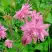 Аквилегия БАРЛОУ ПИНК гибрид МакКаны в Осиповичах