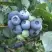 Голубика БЛЮЭТТА в Осиповичах