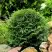 Туя ДАНИКА западная в Осиповичах
