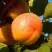 Абрикос СПАДЧЫНА в Осиповичах