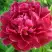 Пион КИТАЙСКИЙ ШЕЛК травянистый в Осиповичах