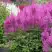 Астильба АМЕТИСТ Арендса в Осиповичах