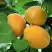 Абрикос ЖИГУЛЕВСКИЙ СУВЕНИР в Осиповичах