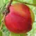 Нектарин СТАРК РЕД ГОЛД в Осиповичах