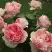 Роза ФИЛИНГ чайно-гибридная в Осиповичах