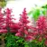 Астильба ЮНИК КАРМИН гибридная в Осиповичах