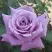 Роза МАЙЗЕР чайно-гибридная в Осиповичах
