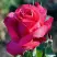 Роза ВИЕН РОУЗ чайно-гибридная в Осиповичах