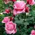 Роза ЭЙФЕЛЕВА БАШНЯ чайно-гибридная в Осиповичах