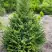 Ель КОМПАКТА обыкновенная в Осиповичах