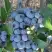 Голубика НОРТЛАНД в Осиповичах