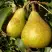 Груша ГЕНЕРАЛ ЛЕКЛЕРК в Осиповичах