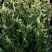 Туя ГОЛД ПЕРЛ западная в Осиповичах