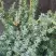 Можжевельник БЛЮ АЛЬПС китайский  в Осиповичах