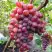 Виноград КРАСОТКА в Осиповичах