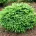 Ель НИДИФОРМИС обыкновенная в Осиповичах
