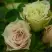 Роза ГРИН ДАЙМОНД миниатюрная в Осиповичах