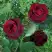 Роза ПАПА МЕЙЯН чайно-гибридная в Осиповичах